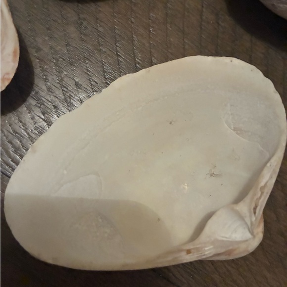 Assorted Seashell Collection - Picture 15 of 16